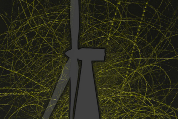 Bowman wins bat conservation study