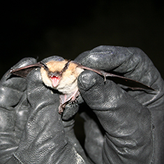Bat behavior study bat in gloved hands