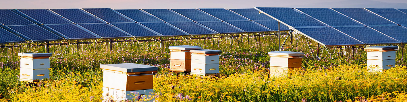 firefly_solar farm with bee hives